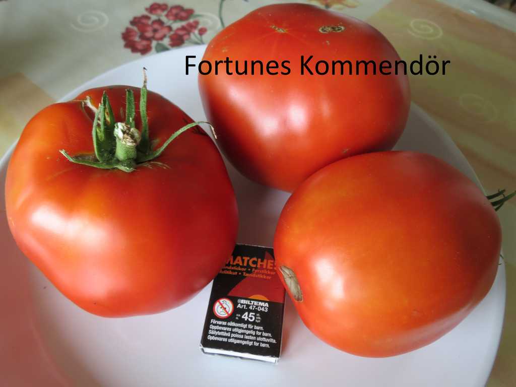 Komandor Fortuna (Fortunes Kommendör)